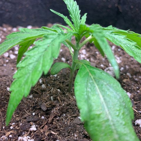 1-PTR-8 #9 growlog timeline photo