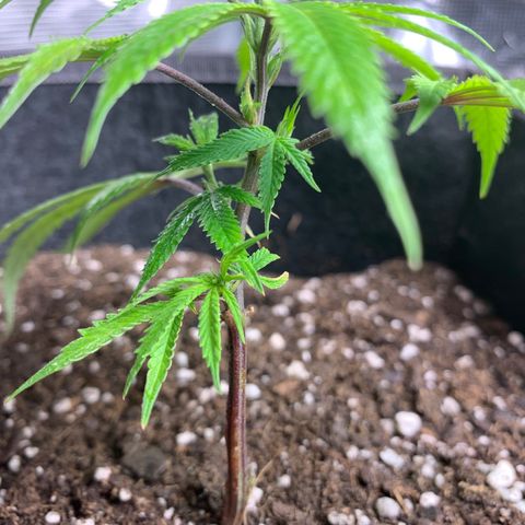 1-SSH-1 #12 growlog timeline photo
