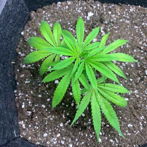 1-SSH-1 #12 growlog timeline photo