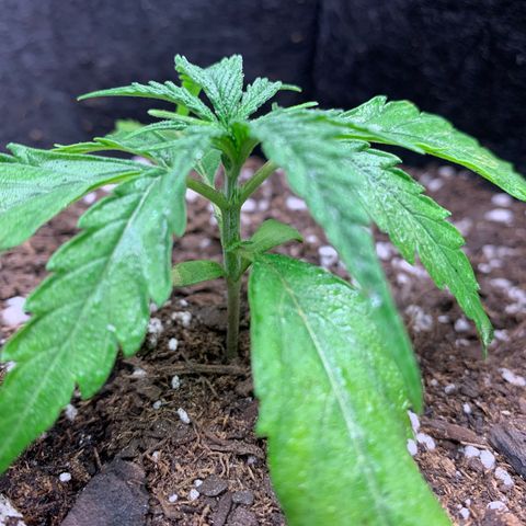1-PTR-8 #9 growlog timeline photo