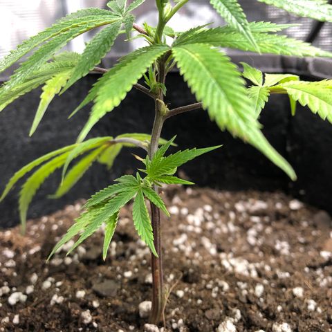 1-SSH-1 #12 growlog timeline photo