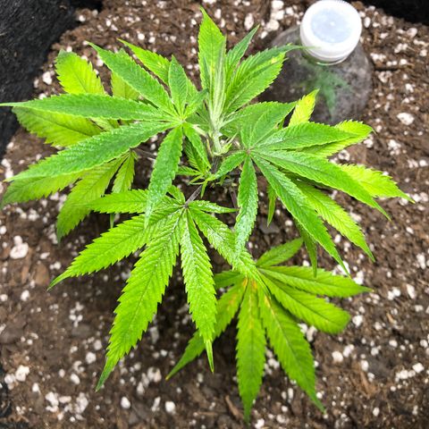 1-SSH-1 #12 growlog timeline photo