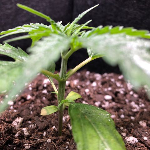 1-PTR-8 #9 growlog timeline photo