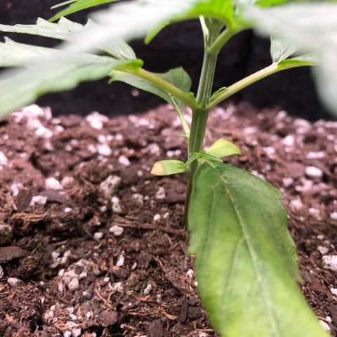 1-PTR-8 #9 growlog timeline photo