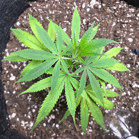1-SSH-1 #12 growlog timeline photo
