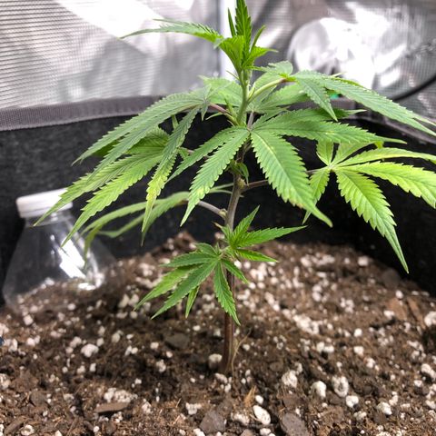 1-SSH-1 #12 growlog timeline photo