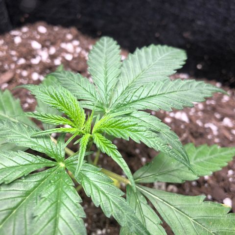 1-PTR-8 #9 growlog timeline photo