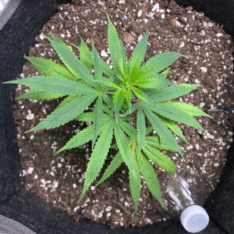 1-SSH-1 #12 growlog timeline photo