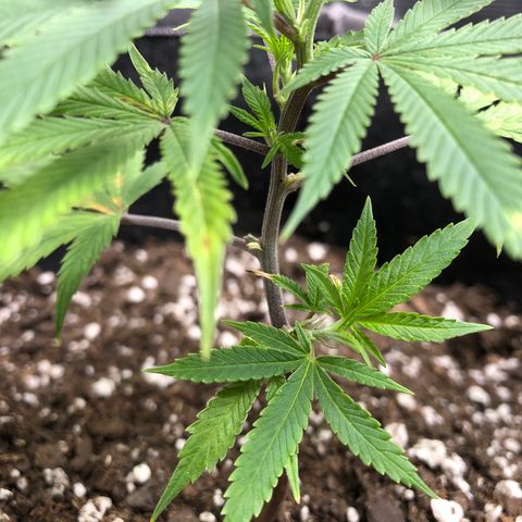 1-SSH-1 #12 growlog timeline photo