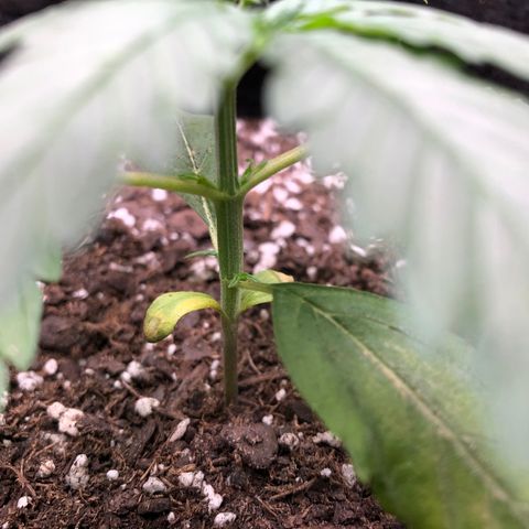 1-PTR-8 #9 growlog timeline photo