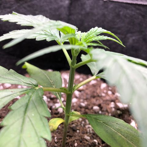 1-PTR-8 #9 growlog timeline photo
