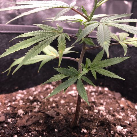 1-SSH-1 #12 growlog timeline photo