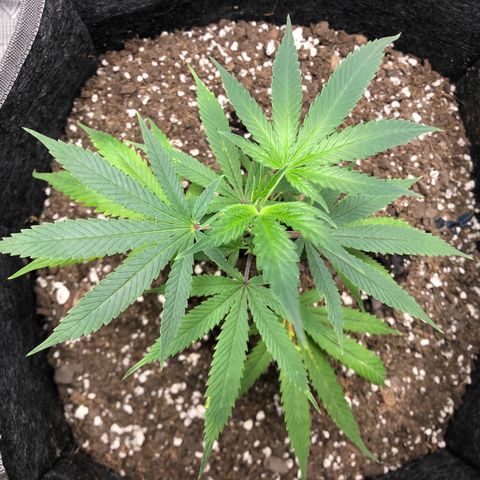 1-SSH-1 #12 growlog timeline photo