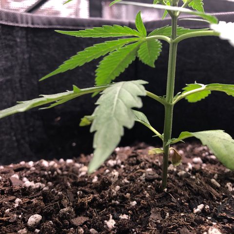 1-PTR-8 #9 growlog timeline photo