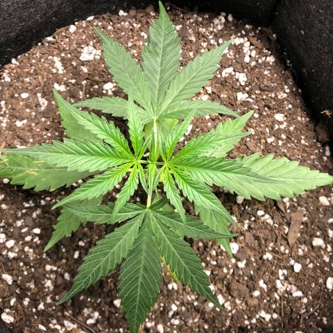 1-PTR-8 #9 growlog timeline photo