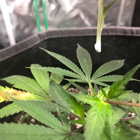 1-SSH-1 #12 growlog timeline photo