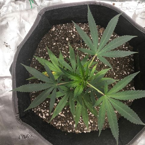 1-SSH-1 #12 growlog timeline photo