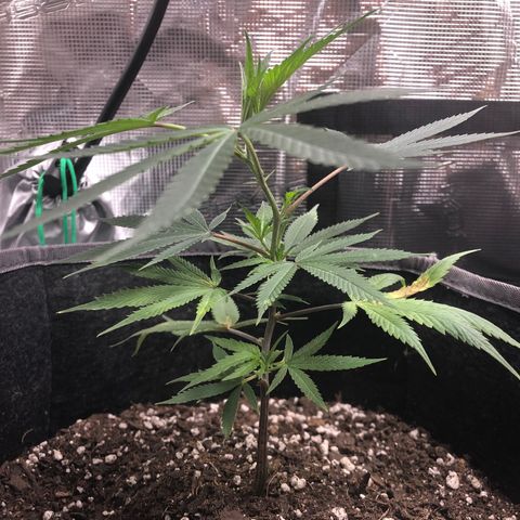 1-SSH-1 #12 growlog timeline photo