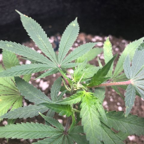 1-SSH-1 #12 growlog timeline photo