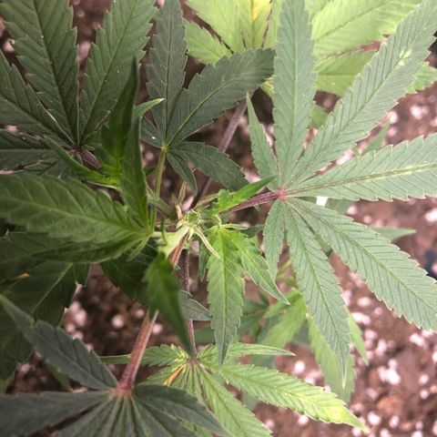 1-SSH-1 #12 growlog timeline photo