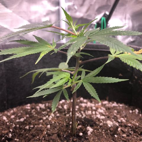 1-SSH-1 #12 growlog timeline photo