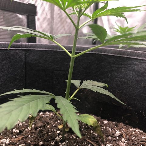 1-PTR-8 #9 growlog timeline photo