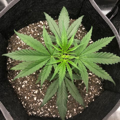 1-PTR-8 #9 growlog timeline photo