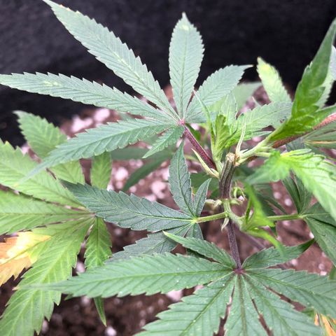 1-SSH-1 #12 growlog timeline photo