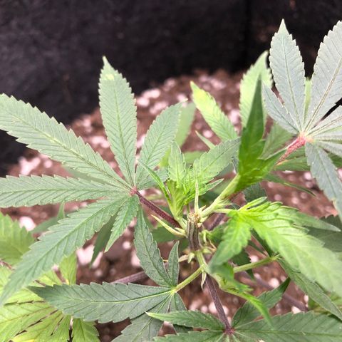 1-SSH-1 #12 growlog timeline photo