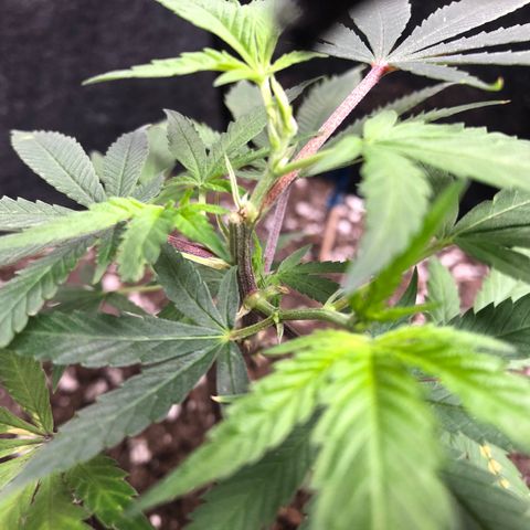 1-SSH-1 #12 growlog timeline photo