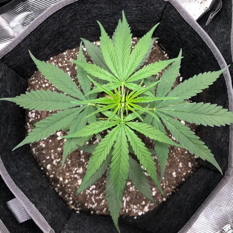 1-PTR-8 #9 growlog timeline photo
