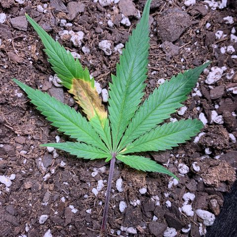 1-SSH-1 #12 growlog timeline photo
