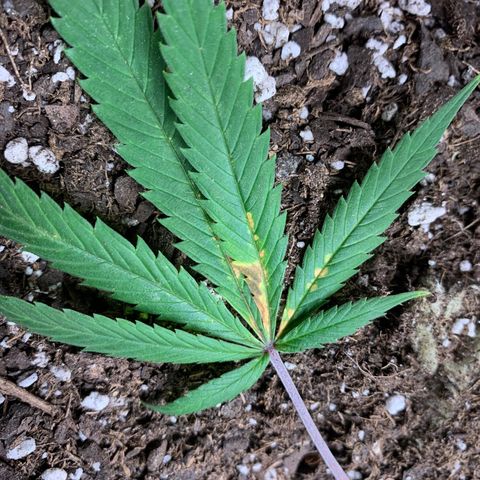 1-SSH-1 #12 growlog timeline photo