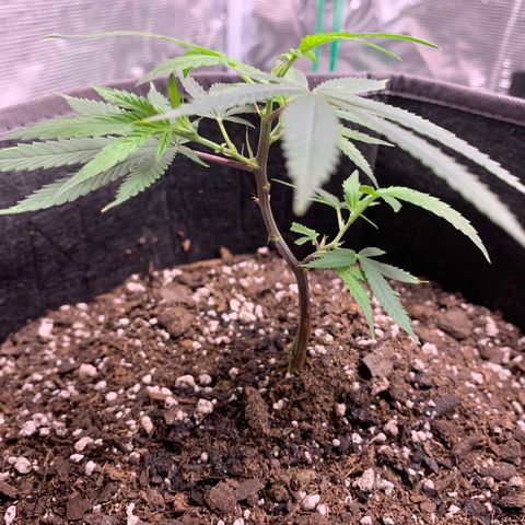 1-SSH-1 #12 growlog timeline photo