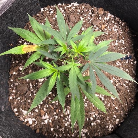1-SSH-1 #12 growlog timeline photo