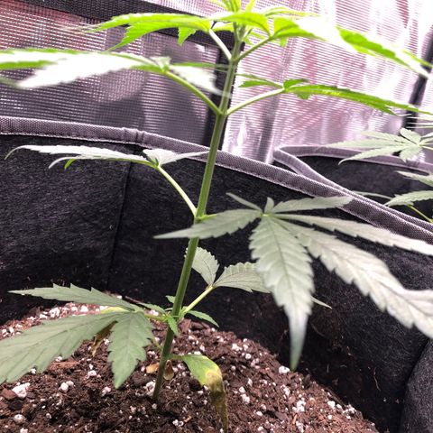 1-PTR-8 #9 growlog timeline photo