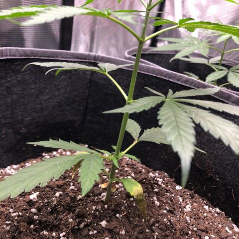 1-PTR-8 #9 growlog timeline photo