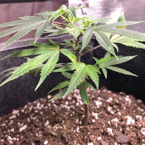 1-SSH-1 #12 growlog timeline photo