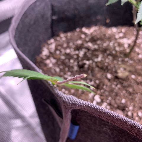 1-SSH-1 #12 growlog timeline photo