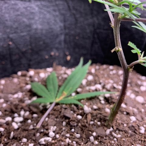 1-SSH-1 #12 growlog timeline photo