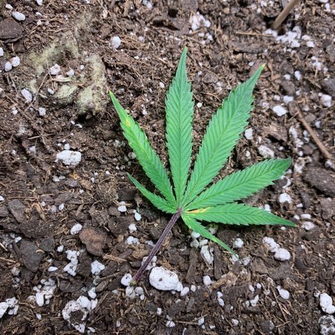 1-SSH-1 #12 growlog timeline photo