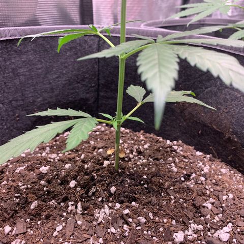 1-PTR-8 #9 growlog timeline photo