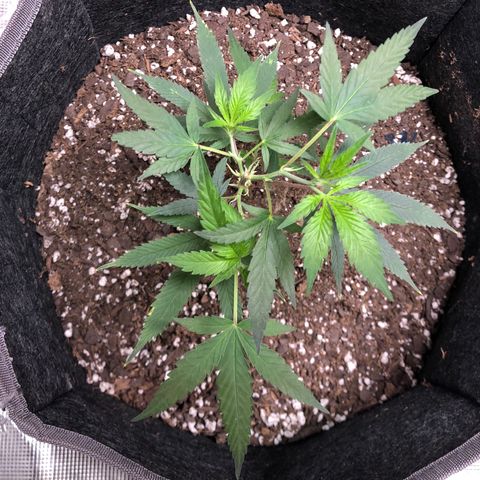 1-SSH-1 #12 growlog timeline photo