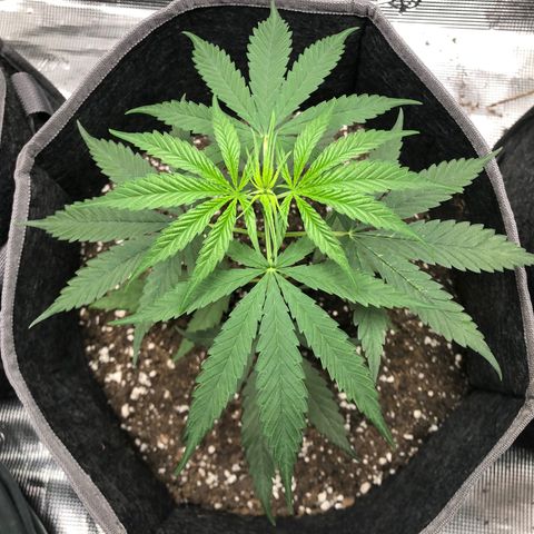 1-PTR-8 #9 growlog timeline photo