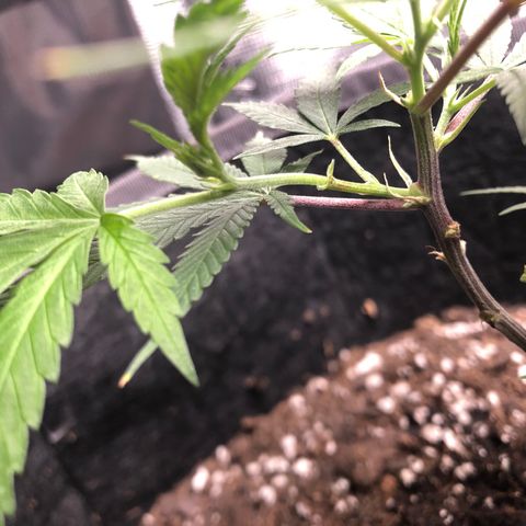 1-SSH-1 #12 growlog timeline photo