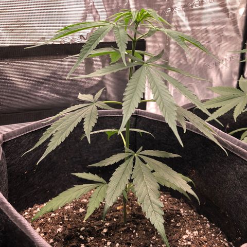 1-PTR-8 #9 growlog timeline photo