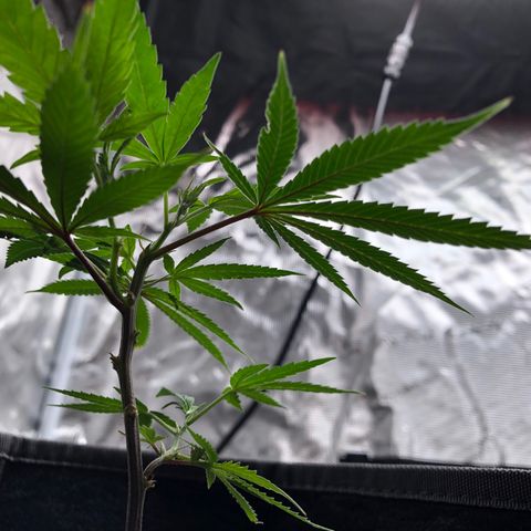 1-SSH-1 #12 growlog timeline photo