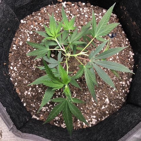 1-SSH-1 #12 growlog timeline photo