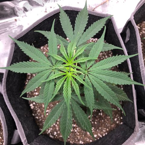 1-PTR-8 #9 growlog timeline photo