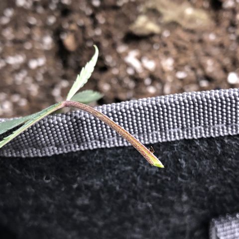 1-SSH-1 #12 growlog timeline photo